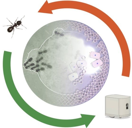 Diagramma Harvard che mette in relazione comportamento delle formiche e design di piccoli robot cooperativi
