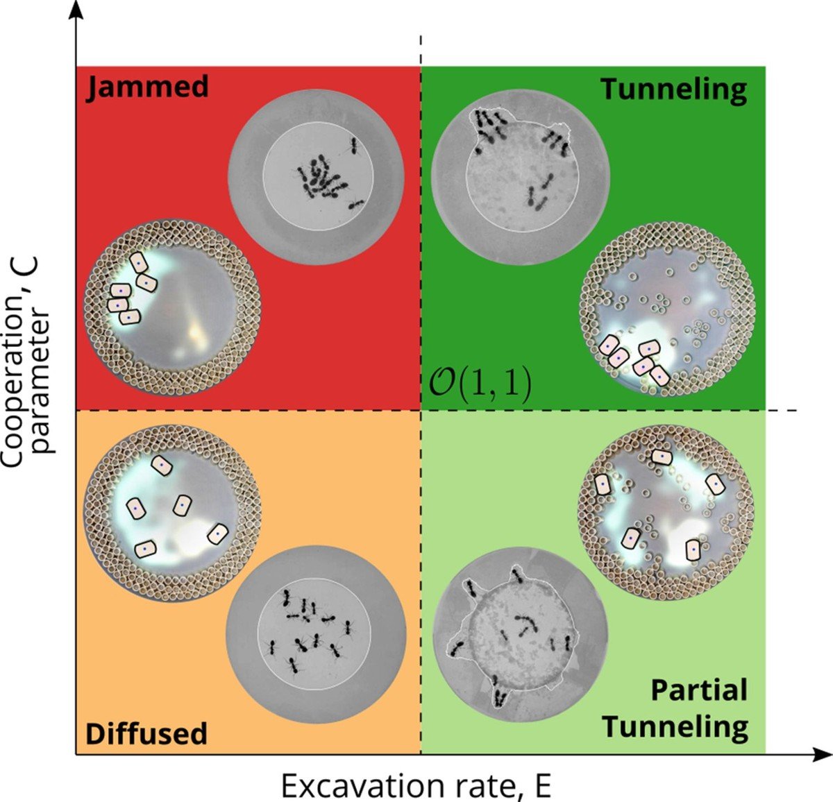 Matrice di comportamenti emergenti nei robot RAnts con scenari come tunneling, blocco e dispersione