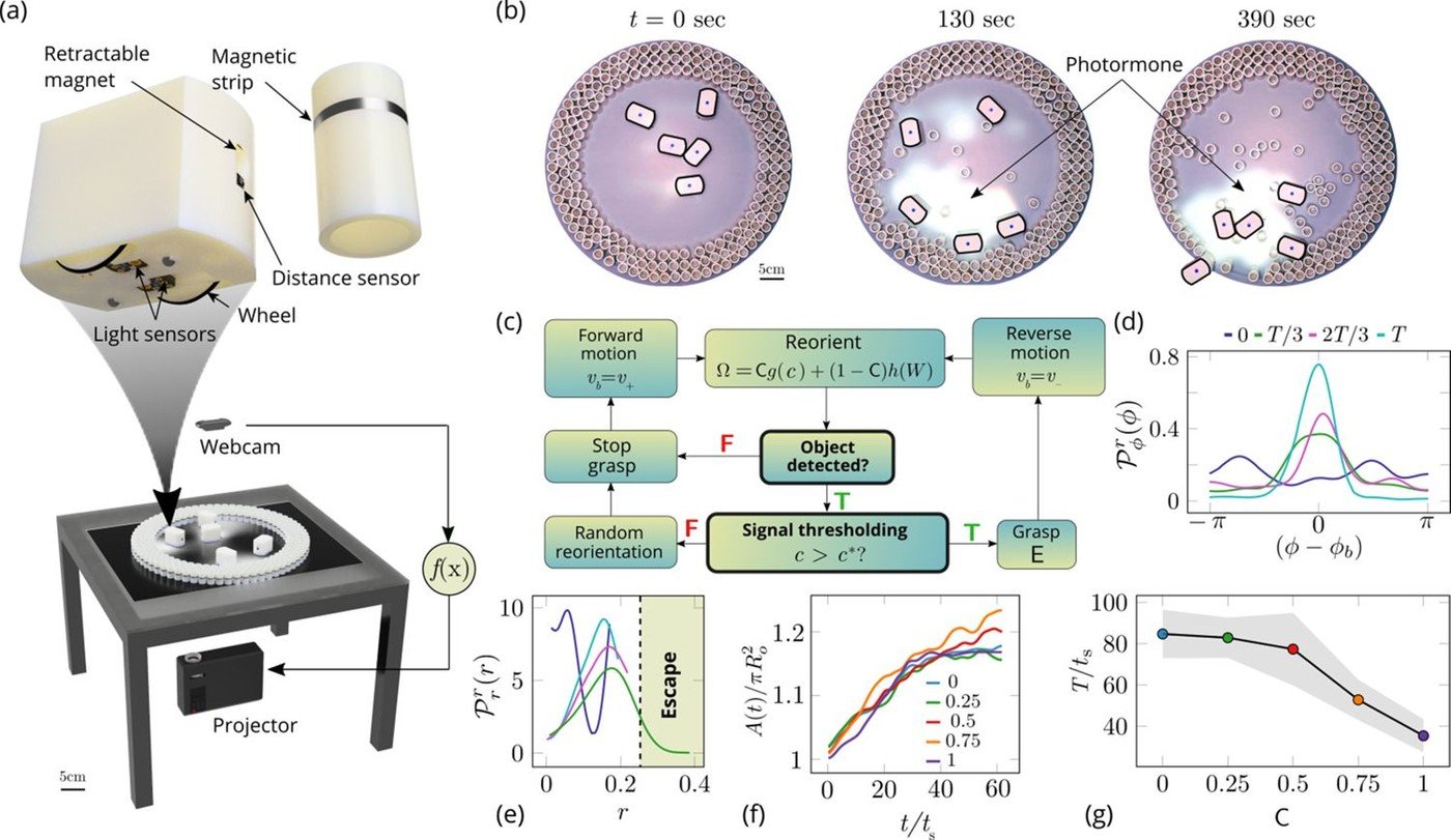 Figura di ricerca con robot RAnts, setup sperimentale e dinamiche collettive